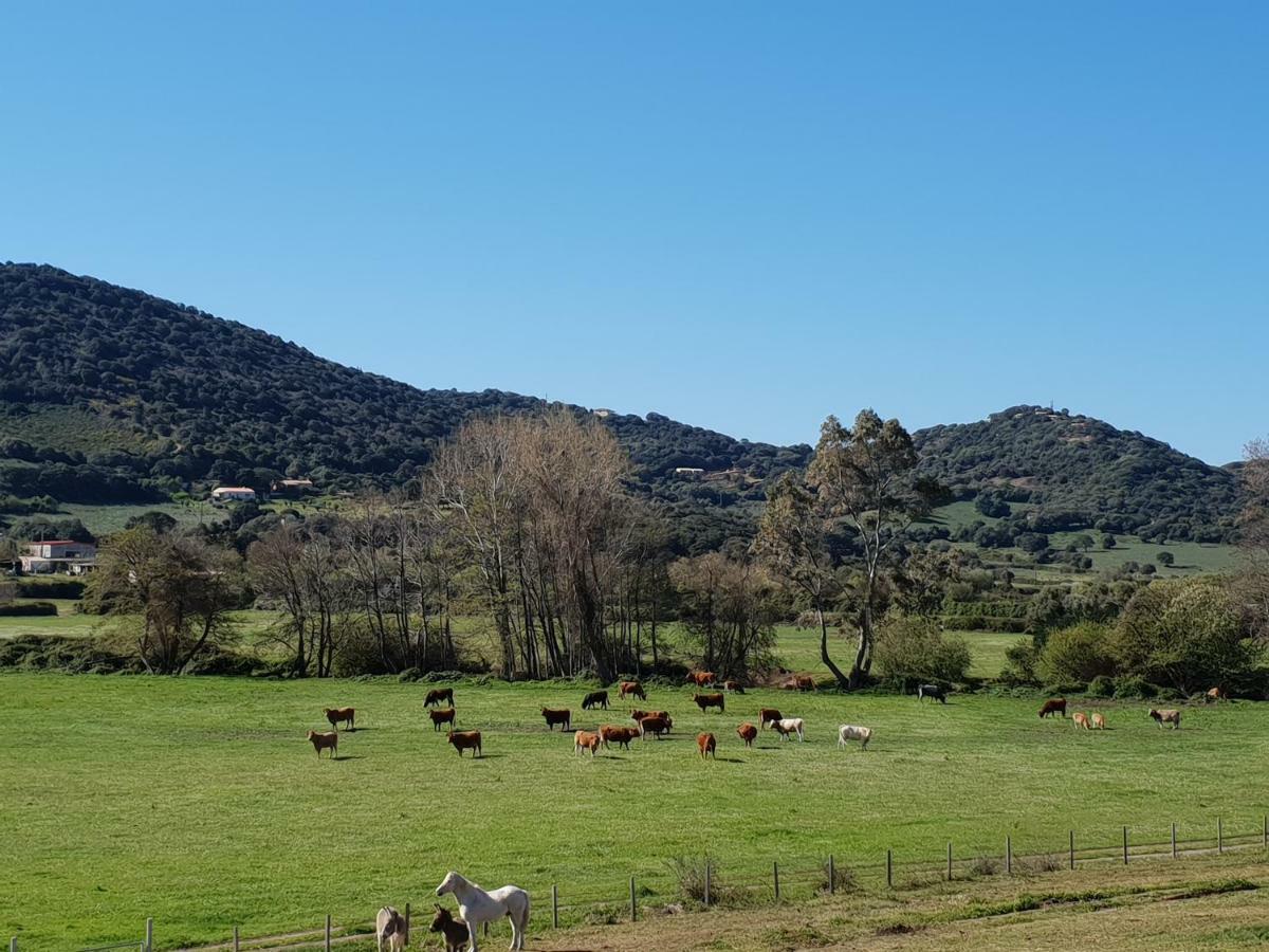 Cargèse Ferme De Chiuni 빌라 외부 사진